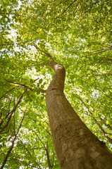 Fototapeta premium Tree in green forest
