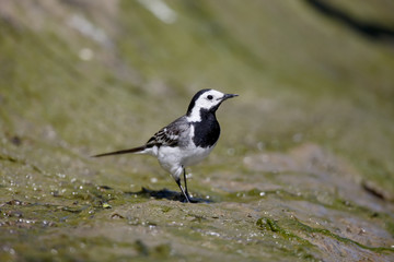 White wagtail, Motacilla alba