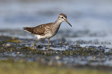 Wood sandpiper, Tringa glareola