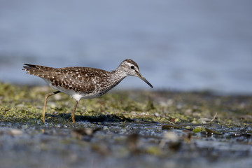Wood sandpiper, Tringa glareola