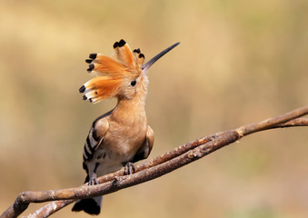 Hoopoe sitting on the branch 