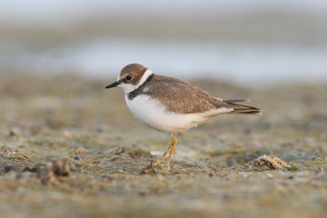 Little ringed plover