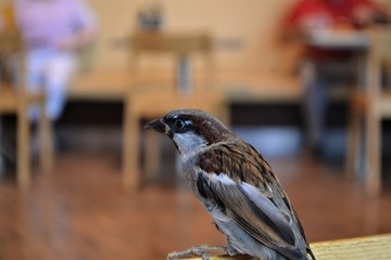 Kleiner Vogel