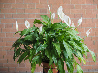 white calla (Calla palustris) flower