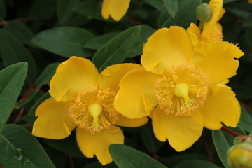 Fleurs