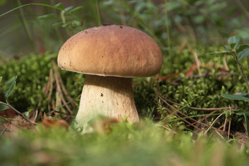 Mushroom boletus