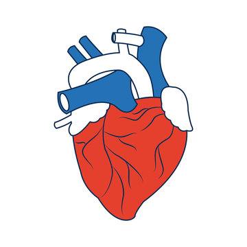 human heart medical anatomical artery