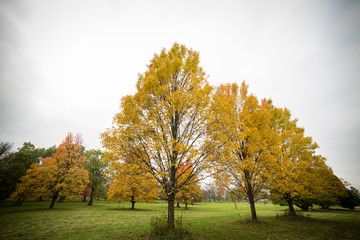 Line of trees