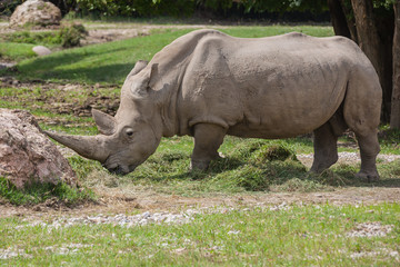 Large white rhino (rhinoceros) grazing in safari park close-up, Italy