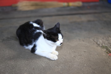 Selective focus. A female cat with unique mustache on red table with blurred background