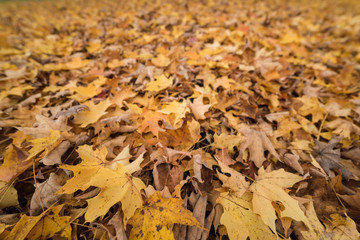 Fall Leaves