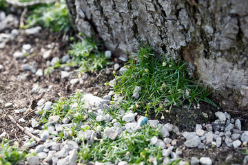 Small plant