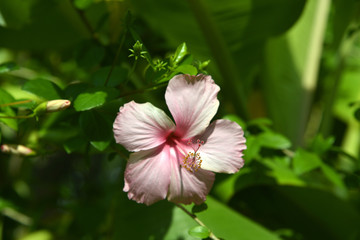 exotische Blumen in Asien