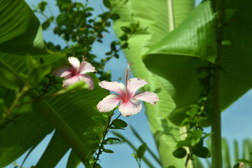 exotische Blumen in Asien