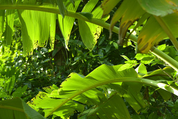 Kokospalme in Thailand