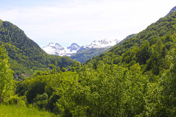 Obraz premium landscape of the mountains with trees and snowed mountains behind