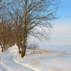Fototapeta na wymiar snow-covered field and blue sky