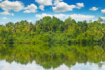 Tropical palm forest on river bank