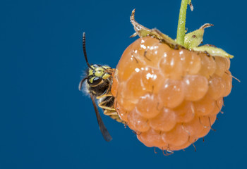 a wasp (Vespula vulgaris) on a raspberry