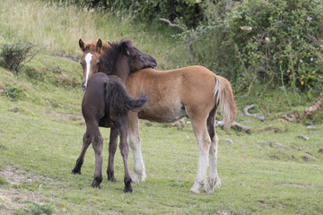A couple of Pottoka foals playing (Jaizkibel, Guipuzcoa, Spain).