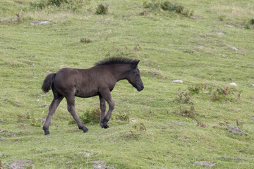 Black Pottoka foal moving around in a pastureland (Jaizkibel, Guipuzcoa, Spain).