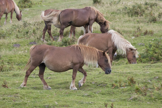Pottoka horses eating grass in pastureland (Jaizkibel, Guipuzcoa, Spain).
