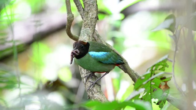 Green bird holding earth worm in mouth perching on branch.  
Beautiful Hooded pitta ( Pitta sordida ) preparing  to feed their hungry babies .
