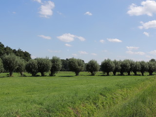 Kopfweiden am linken Niederrhein bei Vorst