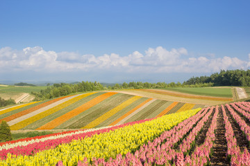 Fototapeta na wymiar Colorful of flower bed on hill in summer at Biei, Hokkaido, Japan