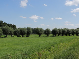 Kopfweiden am linken Niederrhein bei Vorst