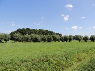 Kopfweiden am linken Niederrhein bei Vorst