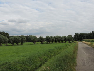 Fototapeta premium Kopfweiden am linken Niederrhein bei Vorst