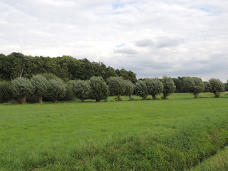 Kopfweiden am linken Niederrhein bei Vorst
