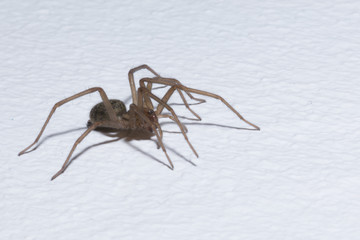 Brown home spider isolated on white background - macro