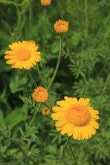 yellow daisies