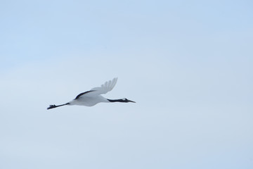 Japanese crane
