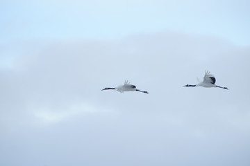 Japanese crane