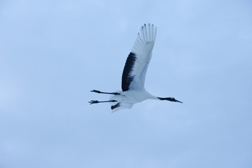 Japanese crane