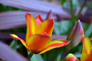 Tulips in a small park in Paris