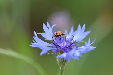 Bleuet (Cyanus segetum) et la coccielle