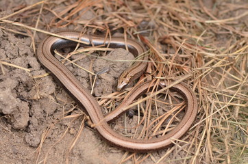 Orvet fragile (Anguis fragilis)