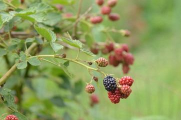 Mûres de ronce des bois