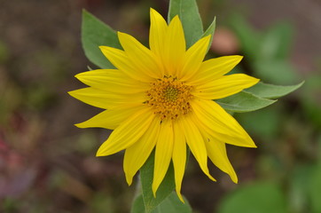 Tournesol (Helianthus annuus)