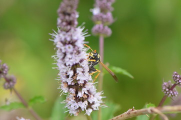 Guêpe sur une lamiacées