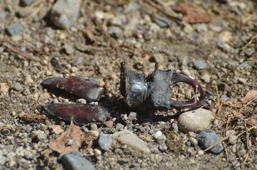 Lucane cerf-volant (Lucanus cervus)