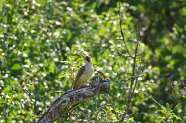 Pic vert (Picus viridis)