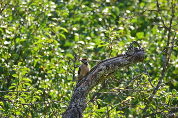 Pic vert (Picus viridis)