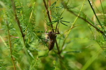 Exuvie d'Æschne bleue (Aeshna cyanea)