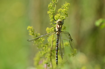 Aeschne bleue (Aeshna cyanea) 