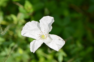 Obraz premium Coquelicot blanc